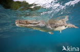 Saltwater Crocodile