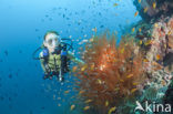 Black coral (Antipathes dichotoma)