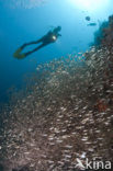 Black coral (Antipathes dichotoma)