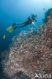 Black coral (Antipathes dichotoma)