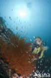 Black coral (Antipathes dichotoma)