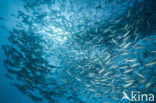 Black Snapper