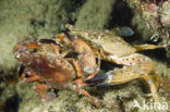 Swimming Crab