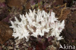 Acropora koraal (Acropora spec.)