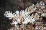 Acropora koraal (Acropora spec.)
