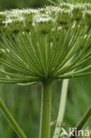 Giant Hogweed (Heracleum mantegazzianum)