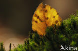 Beuk (Fagus sylvatica)