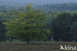 Beech (Fagus sylvatica)