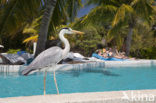 Blauwe Reiger (Ardea cinerea)