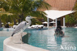 Blauwe Reiger (Ardea cinerea)