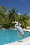 Blauwe Reiger (Ardea cinerea)