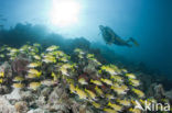 Blauwgestreepte Snapper (Lutjanus kasmira )