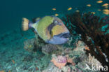 Titan triggerfish (Balistoides viridescens)