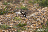 Bontbekplevier (Charadrius hiaticula)