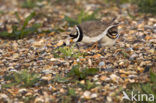 Bontbekplevier (Charadrius hiaticula)