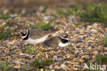 Bontbekplevier (Charadrius hiaticula)