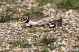 Bontbekplevier (Charadrius hiaticula)