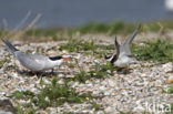 Bontbekplevier (Charadrius hiaticula)