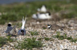 Bontbekplevier (Charadrius hiaticula)