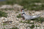 Bontbekplevier (Charadrius hiaticula)