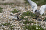 Bontbekplevier (Charadrius hiaticula)