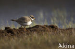 Bontbekplevier (Charadrius hiaticula)