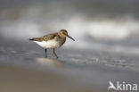 Bonte Strandloper (Calidris alpina)