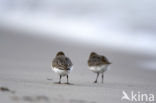 Bonte Strandloper (Calidris alpina)