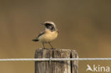 Pied Wheatear (Oenanthe pleschanka)