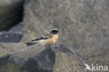 Pied Wheatear (Oenanthe pleschanka)