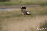 Bruine Kiekendief (Circus aeruginosus)