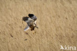 Bruine Kiekendief (Circus aeruginosus)