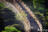 Great Wall of China