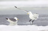 Black-legged Kittiwake (Rissa tridactyla)