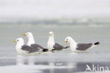 Black-legged Kittiwake (Rissa tridactyla)