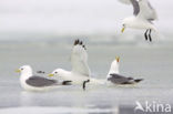 Black-legged Kittiwake (Rissa tridactyla)