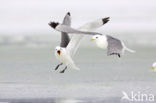 Black-legged Kittiwake (Rissa tridactyla)