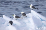Black-legged Kittiwake (Rissa tridactyla)
