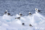Black-legged Kittiwake (Rissa tridactyla)