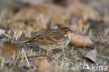 Dwerggors (Emberiza pusilla)