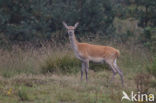 Red Deer (Cervus elaphus)