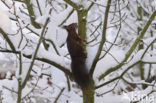 Red Squirrel (Sciurus vulgaris)