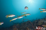 Eenvlek snapper (Lutjanus monostigma)