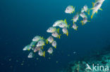 Eenvlek snapper (Lutjanus monostigma)