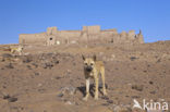 El Ghweita Tempel