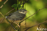 Eurasian Nuthatch (Sitta europaea)