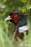 Ring-necked Pheasant (Phasianus colchicus)