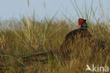 Ring-necked Pheasant (Phasianus colchicus)