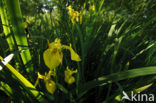 Gele lis (Iris pseudacorus)