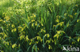 Gele lis (Iris pseudacorus)